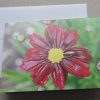 Greeting Cards - Coreopsis - Set of 5 - Image 2