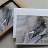Greeting Cards - Dark-eyed Junco - Set of 5
