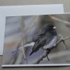Greeting Cards - Dark-eyed Junco - Set of 5 - Image 2
